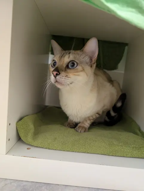 Bengalen sind Power-Katzen  | Foto: Tierschutzverein Tirol