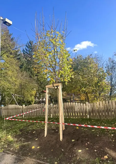 Auch sieben neue Bäume wurden von den Grünen in mehreren Ortsteilen von Gablitz gepflanzt | Foto: Florian Ladenstein 