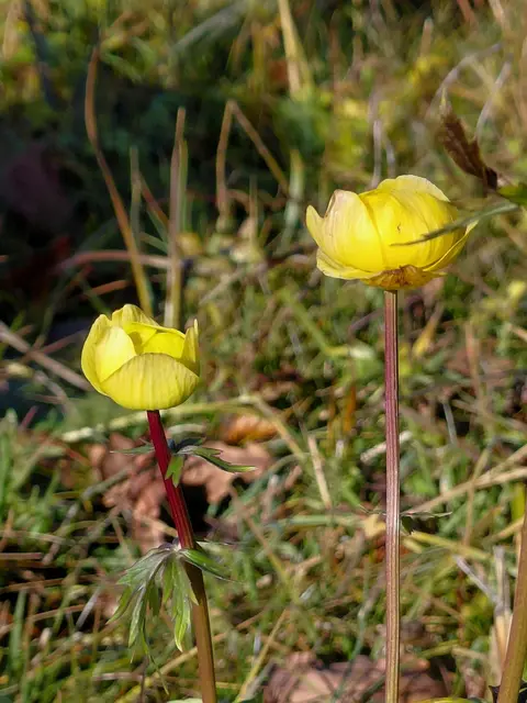 Trollblumen im Naturschutzgebiet Hof  | Foto: H.Bachinger