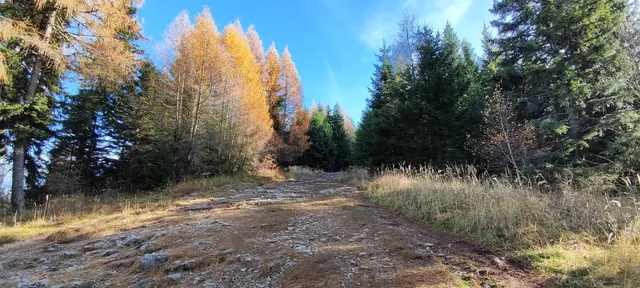 schön leuchten hier die Lärchen noch... | Foto: I.Wozonig