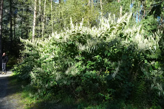 Der Staudenknöterich ist eine invasive Pflanzenart, die große Schäden verursacht. | Foto: Naturpark Ötztal