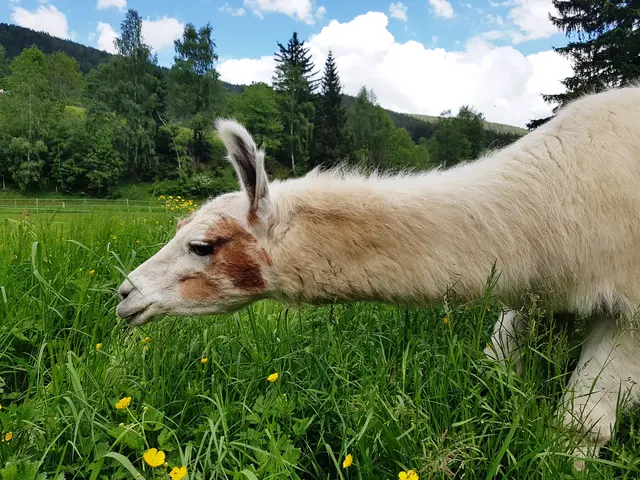 Eine satte Ernte, Jungtiere und sogar der ORF standen am Programm 2025. | Foto: Lama Touren