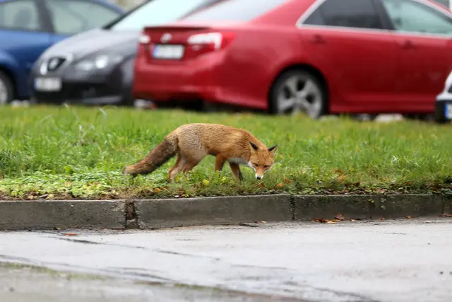 Der tote Fuchs wurde am Mittwoch, 12. November, in Währing gefunden. (Symbolfoto)  | Foto: Panthermedia/AlgimantasB