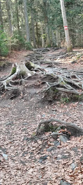 die erste Wegstrecke führt durch einen wurzeligen Wald... | Foto: I.Wozonig