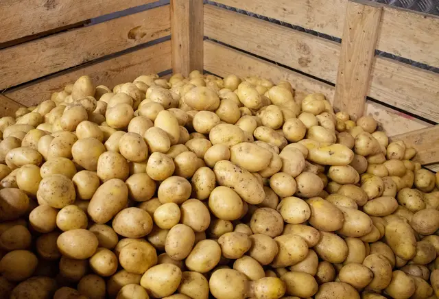 Die Kartoffellager sind gut gefüllt – die österreichische Speisekartoffel ist so billig wie seit Jahren nicht mehr.  | Foto: Land schafft Leben