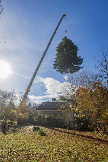 Der ausgewählte Baum wird nicht gefällt, erklärt Haider: „Er wird gepflückt, indem man ihn mit einem Kran an der Spitze unter Zug setzt, abschneidet und vorsichtig auf einen Anhänger legt." | Foto: christkindlmarkt.co.at
