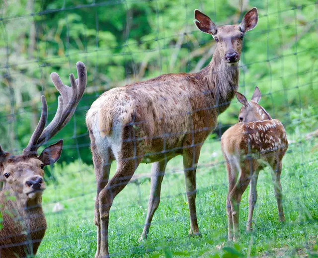 Das ländliche Schwarzau im Gebirge.  | Foto: Santrucek 