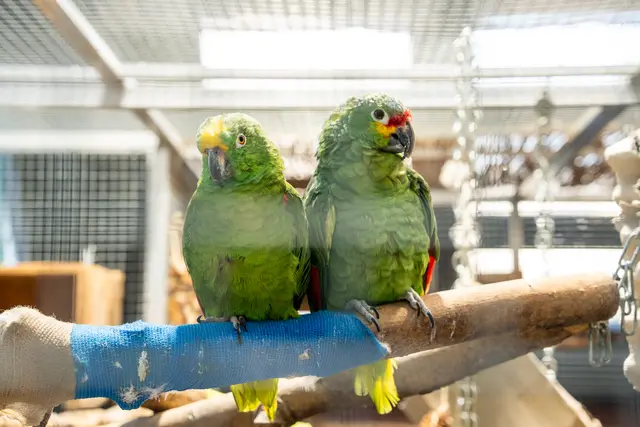 Foto: Valentina Marinelic/MeinBezirk