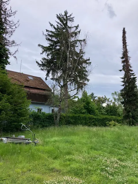 Die Bäume auf den angrenzenden Grundstücken sind nicht betroffen. | Foto: z.V.g.