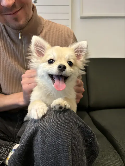 Django - Seit kurzem Michael Steigers quirliger und treuer Begleiter.  | Foto: Barbara Babonitsch-Diewald