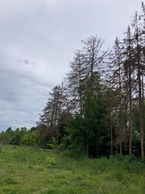 Der Altbaumbestand in der Anton-Krieger-Gasse ist großteils abgestorben. Insgesamt sind 13 Bäume betroffen.  | Foto: z.V.g.