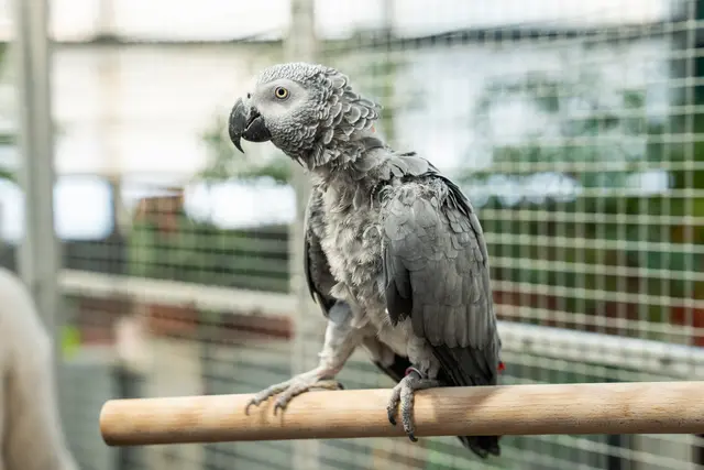 Foto: Valentina Marinelic/MeinBezirk