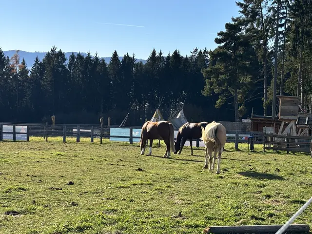 Die M’amin-Pferde, die als Urväter der heutigen Appaloosa gelten, stammen aus dem Gebiet des Palouse-Stammes im Nordwesten der USA.  | Foto: MeinBezirk/Leonie Herrmann