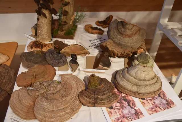 Willkommen bei den Pilzen! Mit einer Pilz-Wanderung und einem Ausstellungsbesuch „Willkommen bei den Pilzen“ verabschiedete sich das Museum in Altenburg für diese Saison. | Foto: Zinterhof