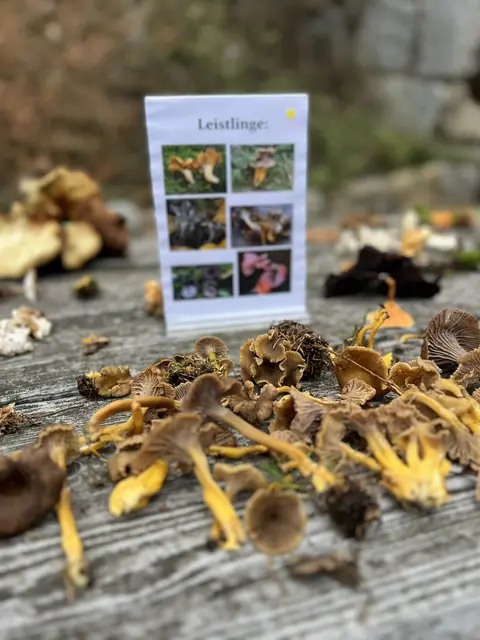 Willkommen bei den Pilzen! Mit einer Pilz-Wanderung und einem Ausstellungsbesuch „Willkommen bei den Pilzen“ verabschiedete sich das Museum in Altenburg für diese Saison. | Foto: Martin Luger
