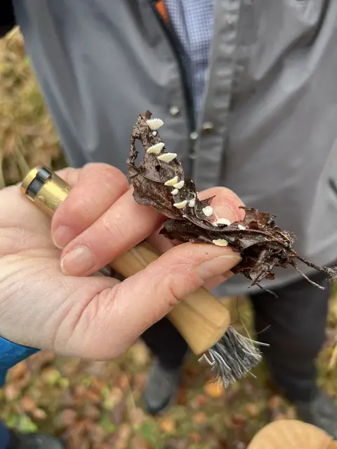 Willkommen bei den Pilzen! Mit einer Pilz-Wanderung und einem Ausstellungsbesuch „Willkommen bei den Pilzen“ verabschiedete sich das Museum in Altenburg für diese Saison. | Foto: Martin Luger