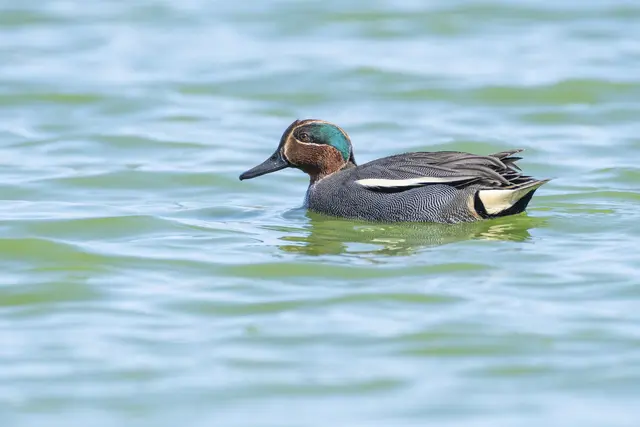 Die Krickente ist Vogel des Jahres in Österreich.  | Foto: Johannes Hohenegger/BirdLife Österreich