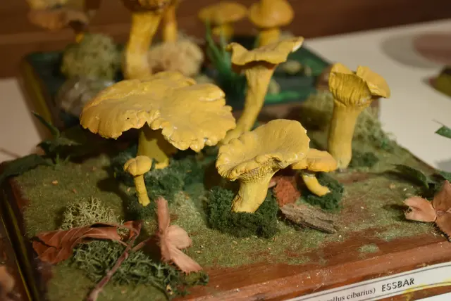 Willkommen bei den Pilzen! Mit einer Pilz-Wanderung und einem Ausstellungsbesuch „Willkommen bei den Pilzen“ verabschiedete sich das Museum in Altenburg für diese Saison. | Foto: Zinterhof