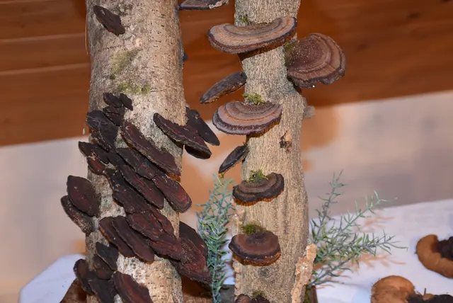 Willkommen bei den Pilzen! Mit einer Pilz-Wanderung und einem Ausstellungsbesuch „Willkommen bei den Pilzen“ verabschiedete sich das Museum in Altenburg für diese Saison. | Foto: Zinterhof