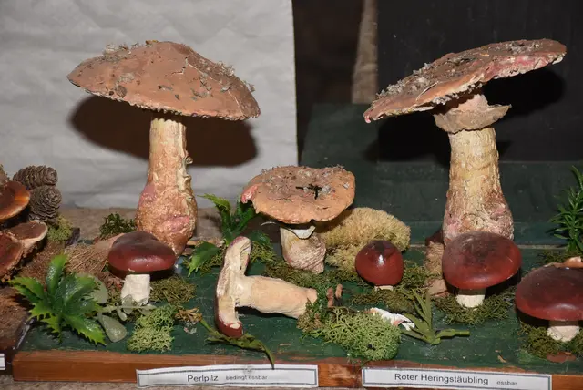 Willkommen bei den Pilzen! Mit einer Pilz-Wanderung und einem Ausstellungsbesuch „Willkommen bei den Pilzen“ verabschiedete sich das Museum in Altenburg für diese Saison. | Foto: Zinterhof