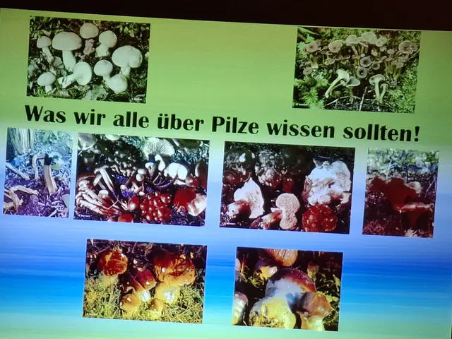 Willkommen bei den Pilzen! Mit einer Pilz-Wanderung und einem Ausstellungsbesuch „Willkommen bei den Pilzen“ verabschiedete sich das Museum in Altenburg für diese Saison. | Foto: Zinterhof