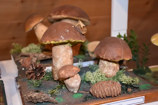 Willkommen bei den Pilzen! Mit einer Pilz-Wanderung und einem Ausstellungsbesuch „Willkommen bei den Pilzen“ verabschiedete sich das Museum in Altenburg für diese Saison. | Foto: Zinterhof
