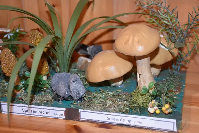 Willkommen bei den Pilzen! Mit einer Pilz-Wanderung und einem Ausstellungsbesuch „Willkommen bei den Pilzen“ verabschiedete sich das Museum in Altenburg für diese Saison. | Foto: Zinterhof