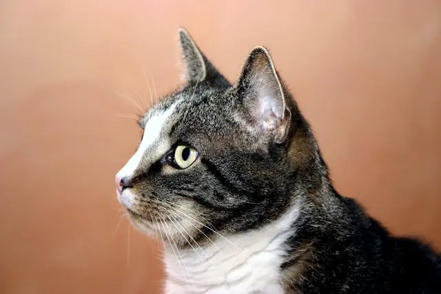 Tödliche Schussverletzung: Ein freilaufender Kater in Kirchberg fiel einem bisher unbekannten Täter zum Opfer. | Foto: smarterpix (Symbolbild)