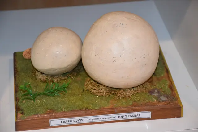 Willkommen bei den Pilzen! Mit einer Pilz-Wanderung und einem Ausstellungsbesuch „Willkommen bei den Pilzen“ verabschiedete sich das Museum in Altenburg für diese Saison. | Foto: Zinterhof