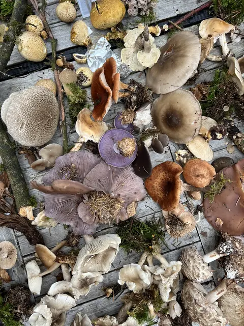 Willkommen bei den Pilzen! Mit einer Pilz-Wanderung und einem Ausstellungsbesuch „Willkommen bei den Pilzen“ verabschiedete sich das Museum in Altenburg für diese Saison. | Foto: Martin Luger