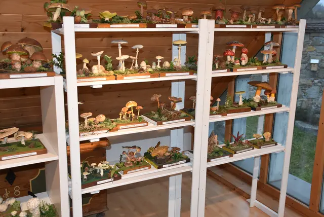 Willkommen bei den Pilzen! Mit einer Pilz-Wanderung und einem Ausstellungsbesuch „Willkommen bei den Pilzen“ verabschiedete sich das Museum in Altenburg für diese Saison. | Foto: Zinterhof