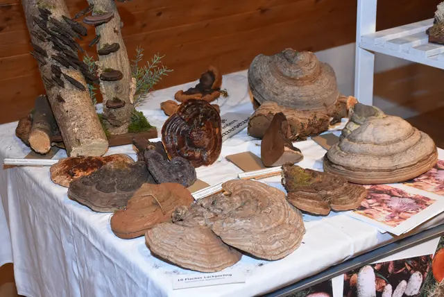 Willkommen bei den Pilzen! Mit einer Pilz-Wanderung und einem Ausstellungsbesuch „Willkommen bei den Pilzen“ verabschiedete sich das Museum in Altenburg für diese Saison. | Foto: Zinterhof