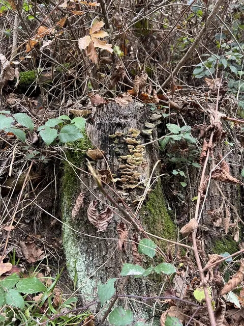 Willkommen bei den Pilzen! Mit einer Pilz-Wanderung und einem Ausstellungsbesuch „Willkommen bei den Pilzen“ verabschiedete sich das Museum in Altenburg für diese Saison. | Foto: Martin Luger