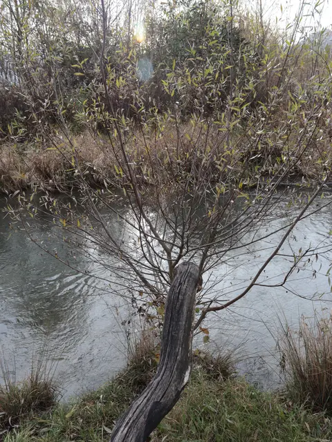 Die Mühlbach-Schlange hat eine neue Frisur  | Foto: Martina Laserer 
