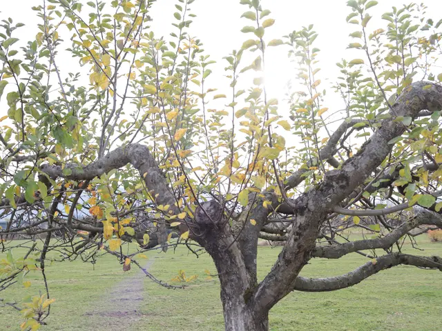 Die knorrigen Apfelbäume Richtung Klessheim sind immer wieder ein schönes Motiv  | Foto: Martina Laserer 