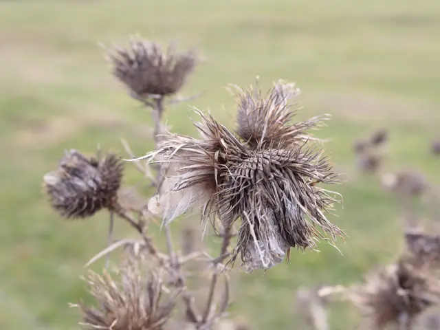 Die Vergänglichkeit  | Foto: Martina Laserer 