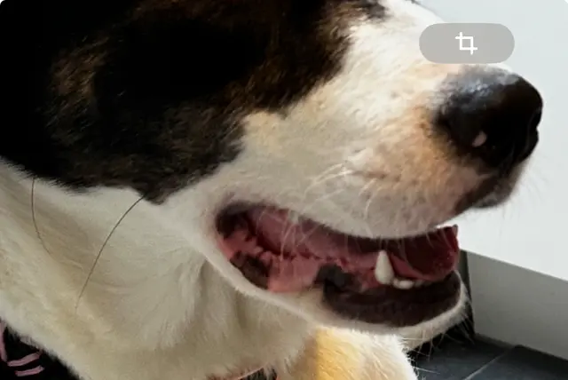 Unglücklicher Sturz auf den Hinterkopf: 64-Jährige stirbt im Krankenhaus nach der Kollision mit einem Hund in Steinerkirchen. (Symbolfoto) | Foto: MB