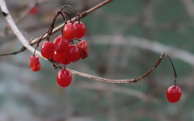 An der Saalach  | Foto: Martina Laserer 