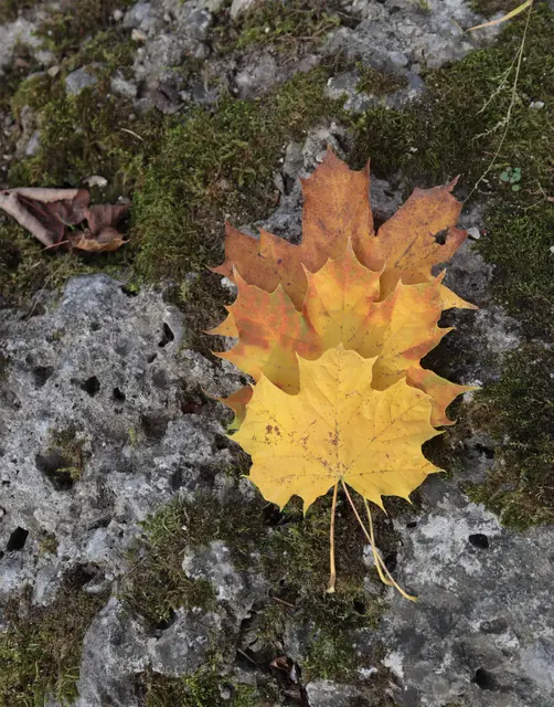 Ahorn trifft bemoosten Stein  | Foto: Martina Laserer 