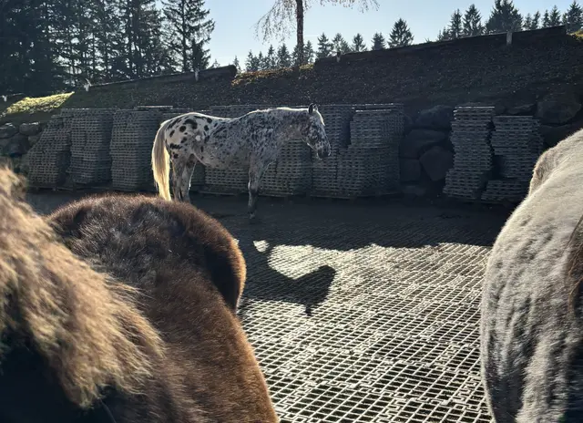 Foto: MeinBezirk/ Leonie Herrmann