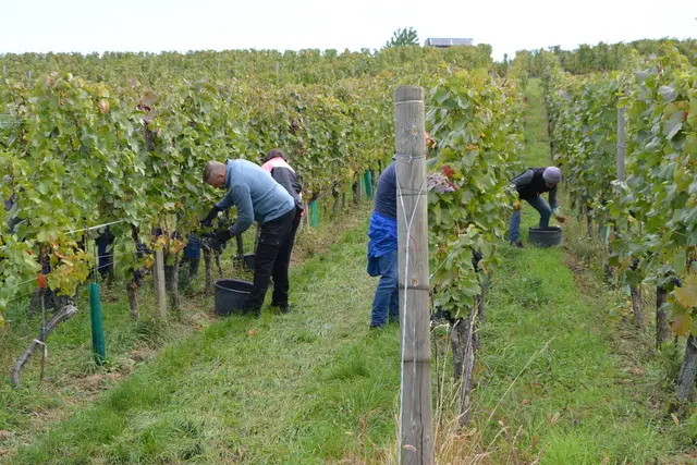 Sorgfalt im Weingarten – Rebschnitt, Laubarbeit und Ausdünnen sowie die Ernte selbst, erledigt das Team weiterhin ausschließlich per Hand. | Foto: Rosenberger Victoria
