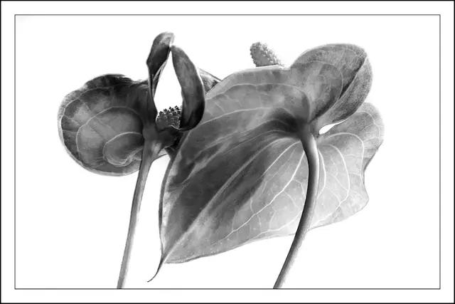 Die Flamingoblumen (Anthurium) bilden mit mehr als 600 bis vermutlich 1000 Arten die einzige Gattung der wohl artenreichsten Gattung der Familie der Aronstabgewächse.
Wünsche einen guten Start in die neue Woche.  | Foto: © by Ing. Günter Kramarcsik