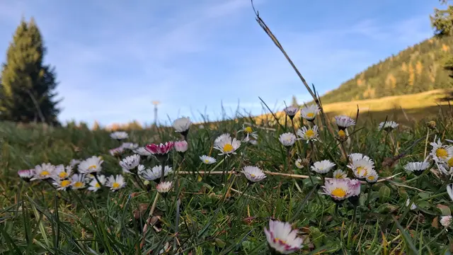 ...die unermüdlich blühenden Gänseblümchen.