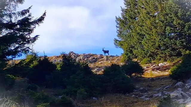 ...ich konnte es gar nicht glauben, ein Steinbock am Weg zur Roten Wand.
