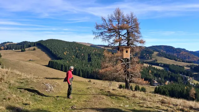 ...am Weg vom Heulansch zum Osser.