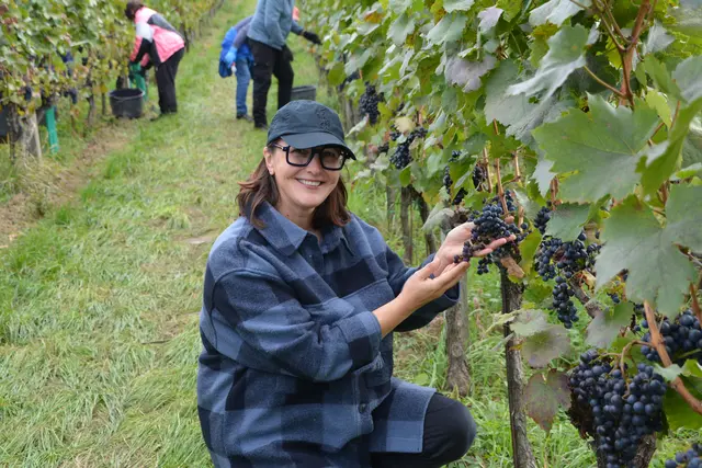 Winzerin Silvia Heinrich bei der händischen Lese mit ihrem Team – für sie bleibt die Handarbeit das Herz des Weinbaus. | Foto: Rosenberger Victoria