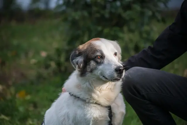 Die gemütliche und freundliche, 2017 geborene Mischlingshündin Roxy ist menschenfreundlich und auch mit Hunden nach Sympathie verträglich. | Foto: TSA