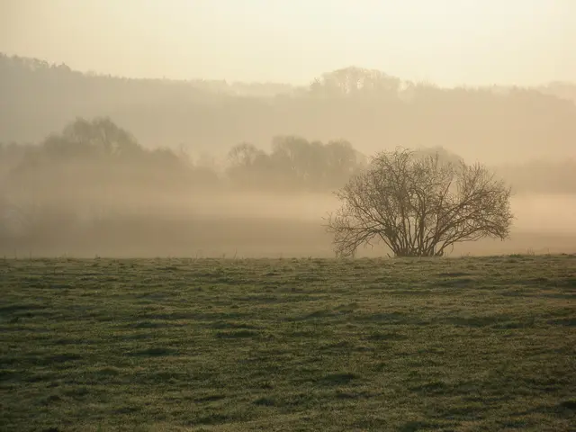 Morgennebel liegt über dem Zickental. | Foto: Verein Rund ums Moor