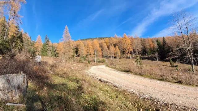 Leuchtende Lärchen wohin man schaut.