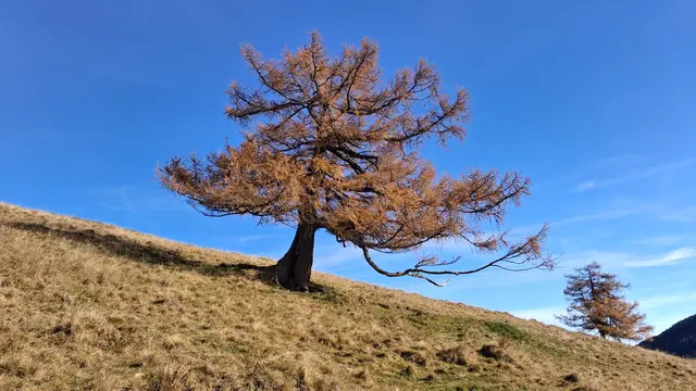....ein Baum voller Zauber ist die Lärche im Herbst.